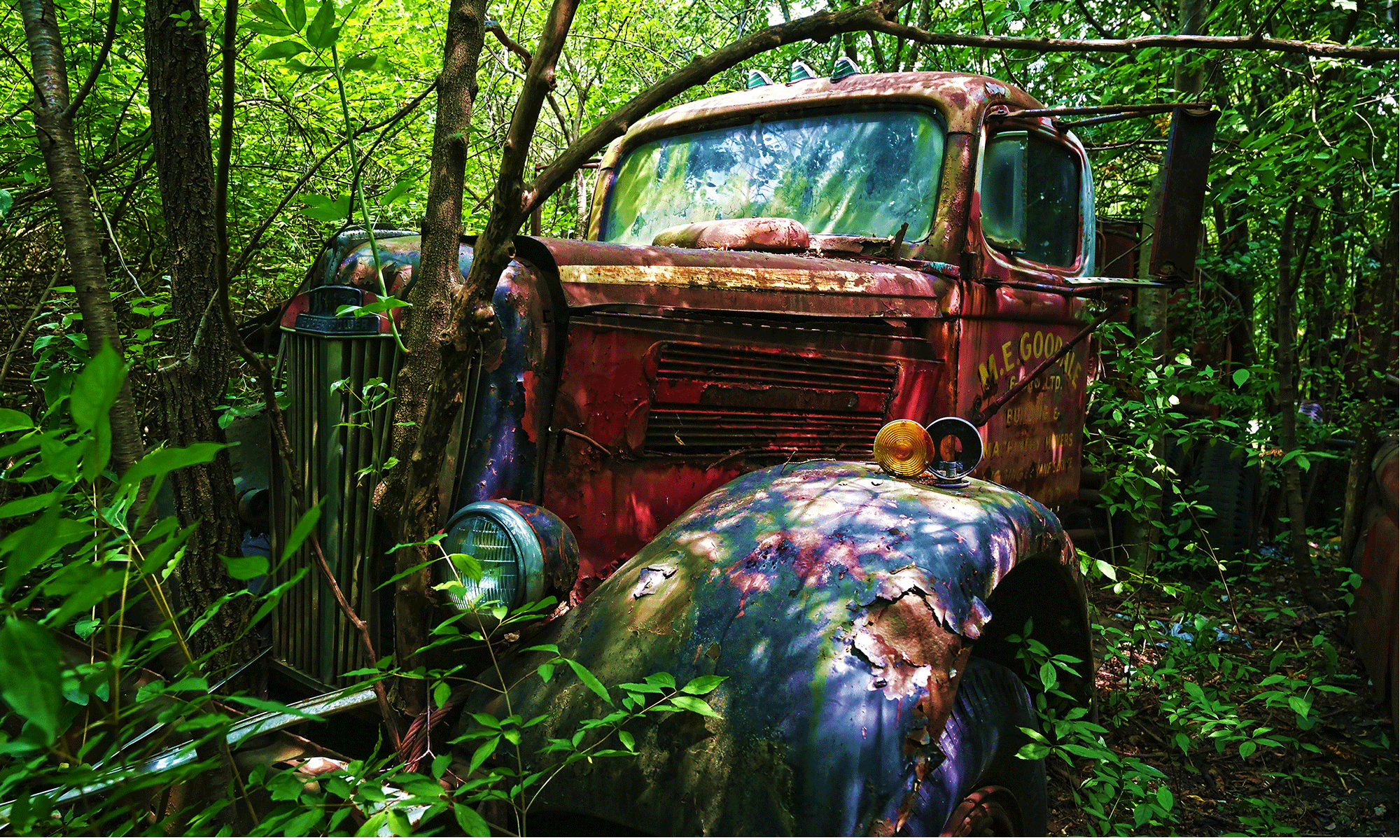 lumaRae Photography Photo