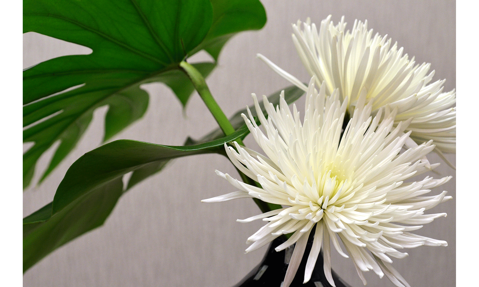 lumaRae Photography Photo